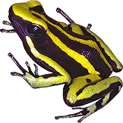 Huallaga Canyon Frog